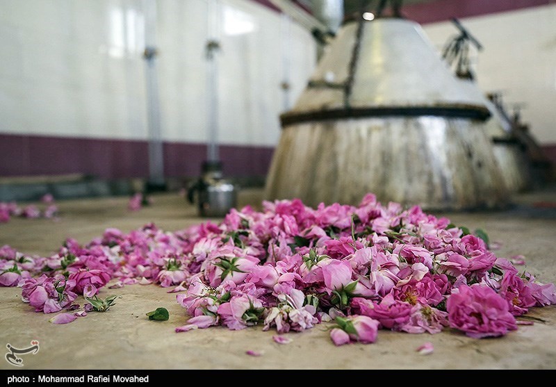 ایران کے شہر کاشان میں گلاب چننے کا موسم