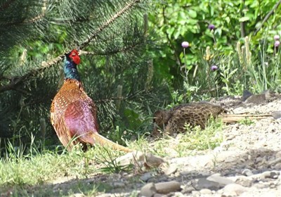 نشانه‌های خوب از قرقاول در 14 زیستگاه املش