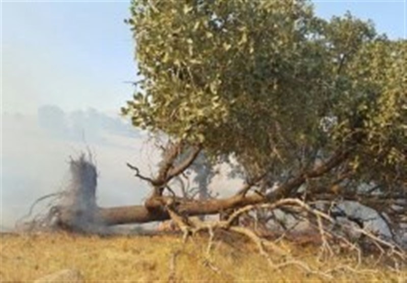آتش سوزی جنگل های اندیمشک