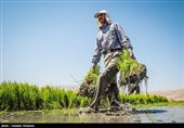 نسخه خراسان شمالی برای عبور از بحران آب؛ حذف کشت برنج و توسعه گلخانه‌ها