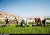 سد ایوشان در دو راهی آب و کشاورزی؛ کشت در 1200 ‌هکتار محدود شد