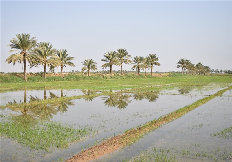 انگور/شهرستان کارون