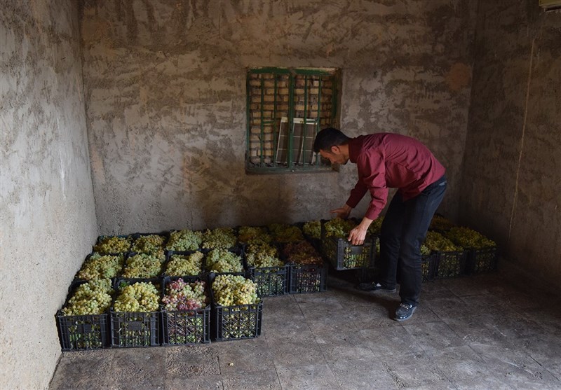 انگور/شهرستان کارون