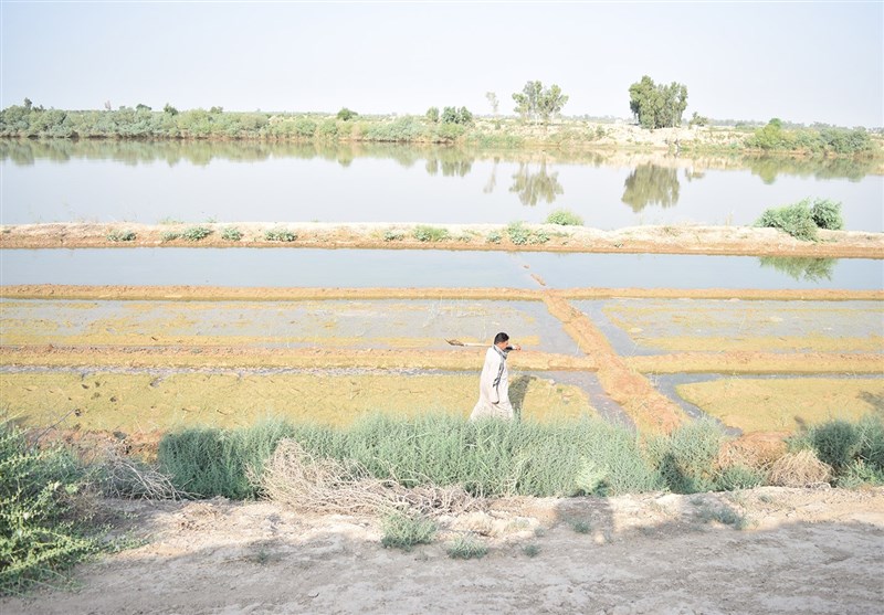 انگور/شهرستان کارون