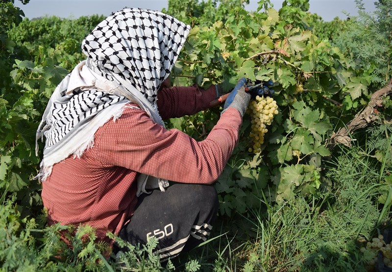 انگور/شهرستان کارون