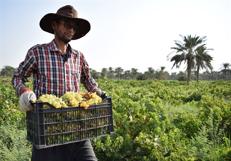 انگور/شهرستان کارون