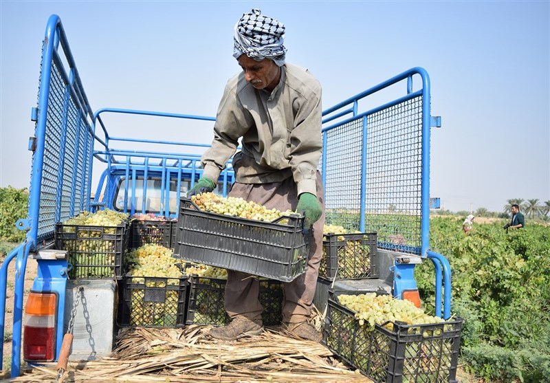 انگور/شهرستان کارون