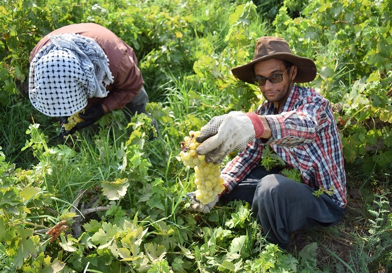 انگور/شهرستان کارون
