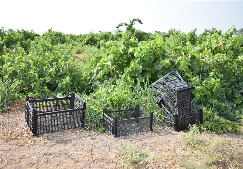 انگور/شهرستان کارون