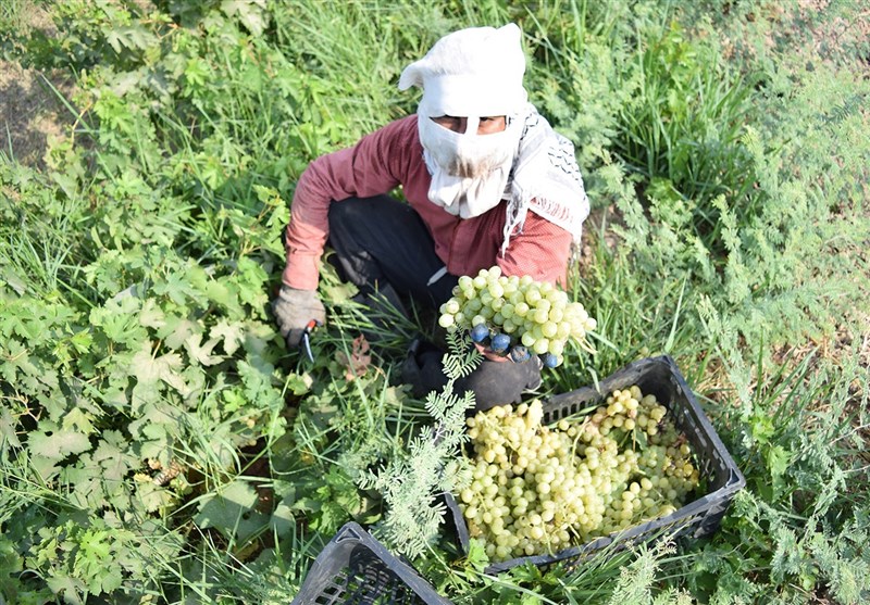 انگور/شهرستان کارون