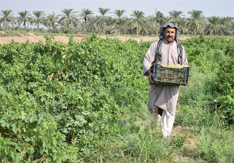 انگور/شهرستان کارون