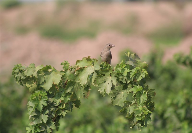 انگور/شهرستان کارون