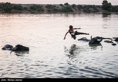 تابستانه های گاومیش آباد