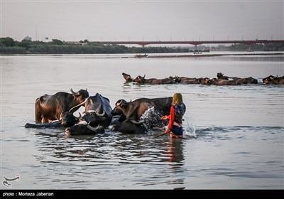 تابستانه های گاومیش آباد