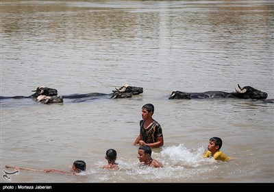 تابستانه های گاومیش آباد