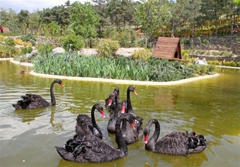 باغ پرندگان قم در قرنطینه کامل است