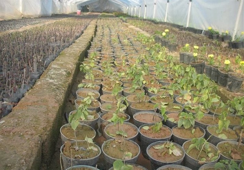 کشاورزی اندیمشک