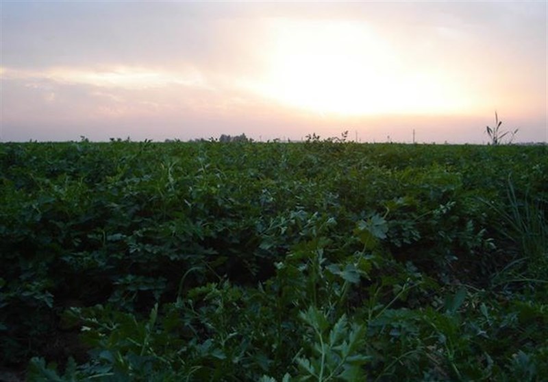 کشاورزی اندیمشک