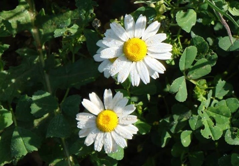 کشاورزی اندیمشک