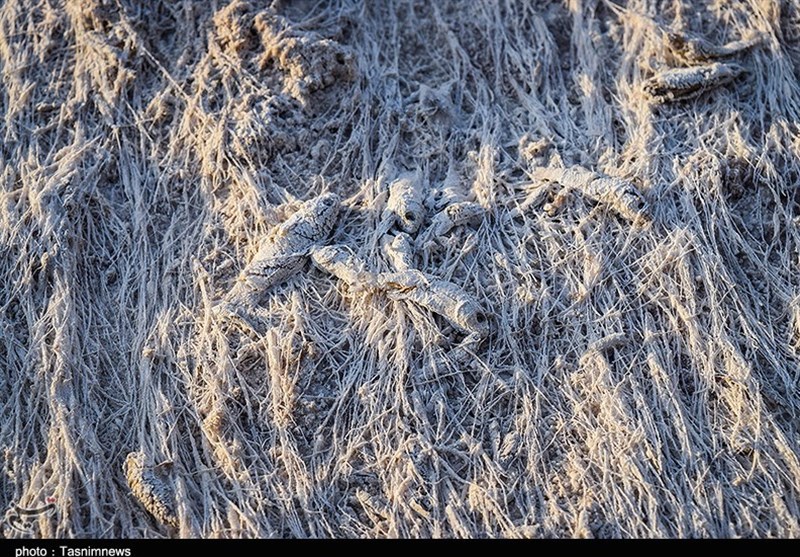 تالاب شادگان