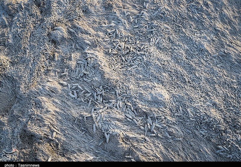 تالاب شادگان