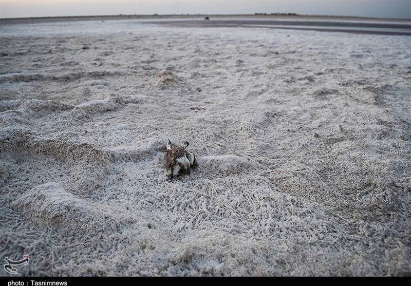 تالاب شادگان