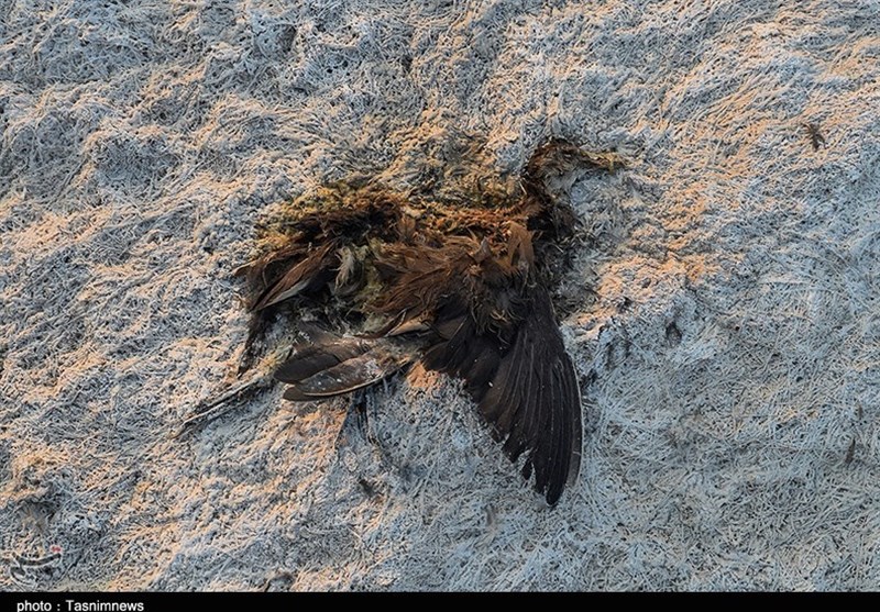 بازدید خبرنگاران خوزستانی از پایتخت خرما