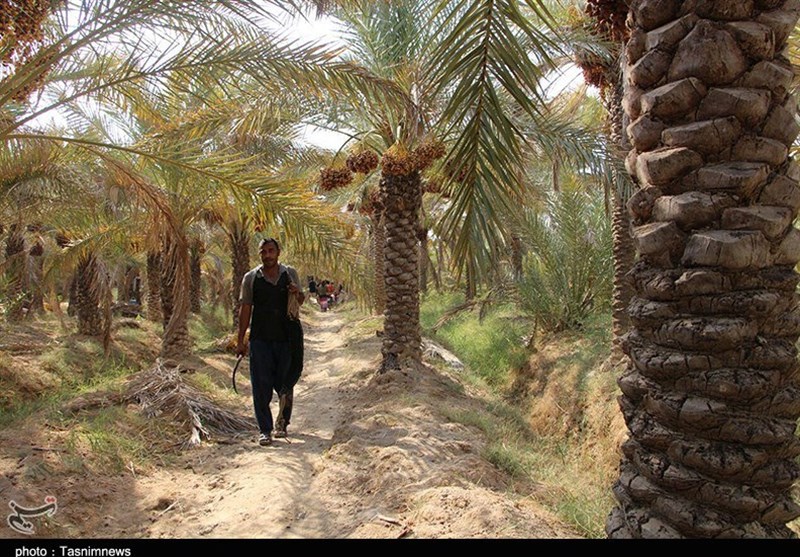 بازدید خبرنگاران خوزستانی از پایتخت خرما