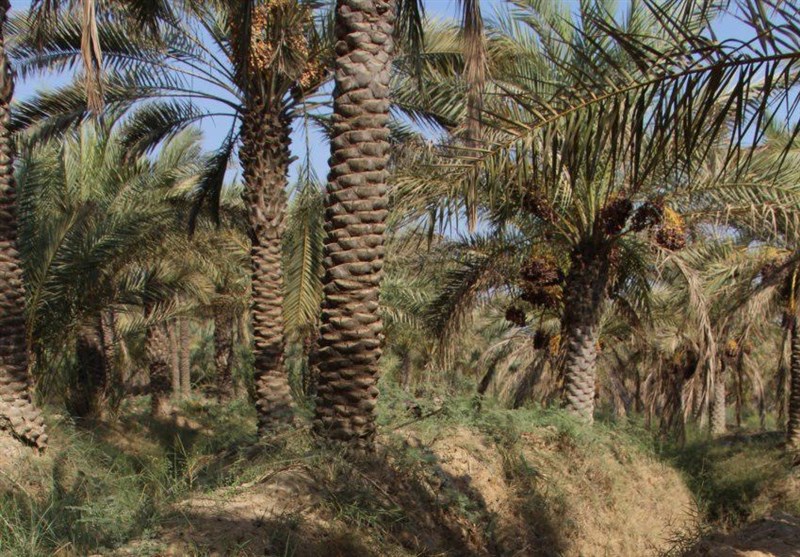 نخلستان‌های شادگان