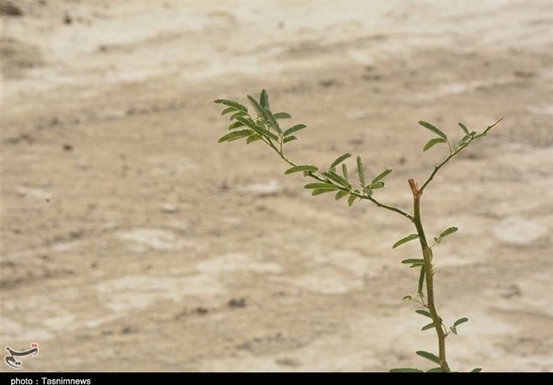 بازدید از پروژه مهار ریزگردهای داخلی استان خوزستان 