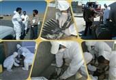 طرح ملی پایش آنفولانزای پرندگان بر روی 19 هزار طیور خراسان رضوی