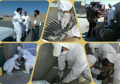 طرح ملی پایش آنفولانزای پرندگان بر روی 19 هزار طیور خراسان رضوی