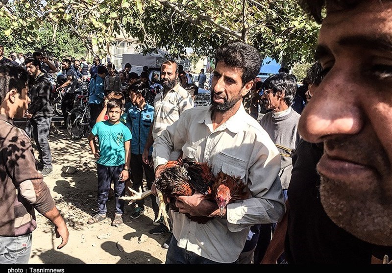 هفته ‌بازار سنتی مرغ، خروس و پرندگان گنبدکاووس 