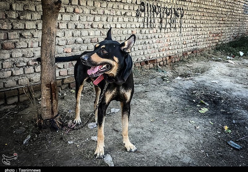 هفته ‌بازار سنتی مرغ، خروس و پرندگان گنبدکاووس 