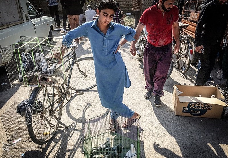 هفته ‌بازار سنتی مرغ، خروس و پرندگان گنبدکاووس 