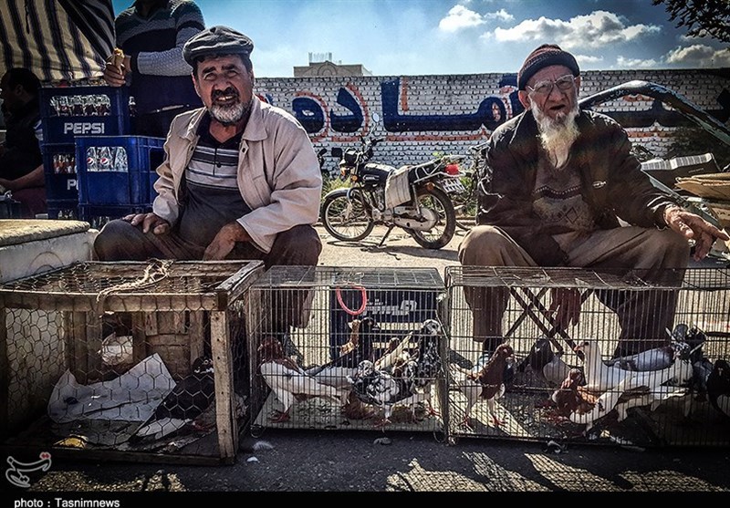 هفته ‌بازار سنتی مرغ، خروس و پرندگان گنبدکاووس 