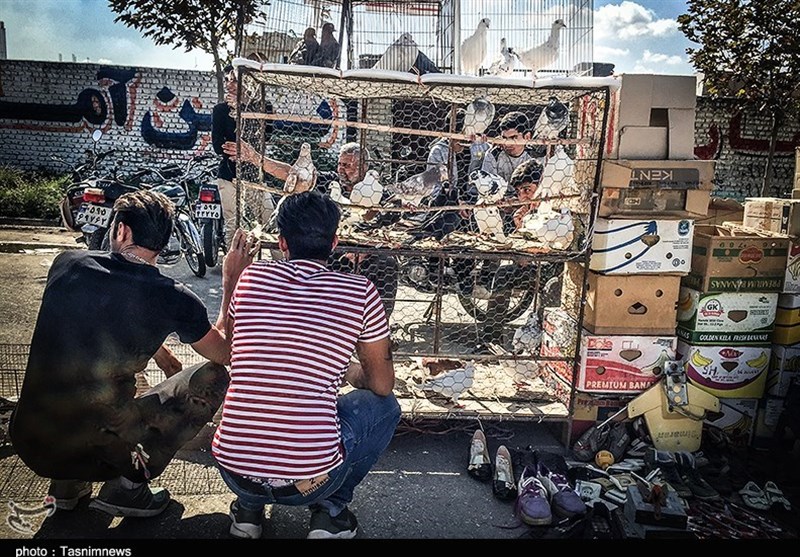 هفته ‌بازار سنتی مرغ، خروس و پرندگان گنبدکاووس 