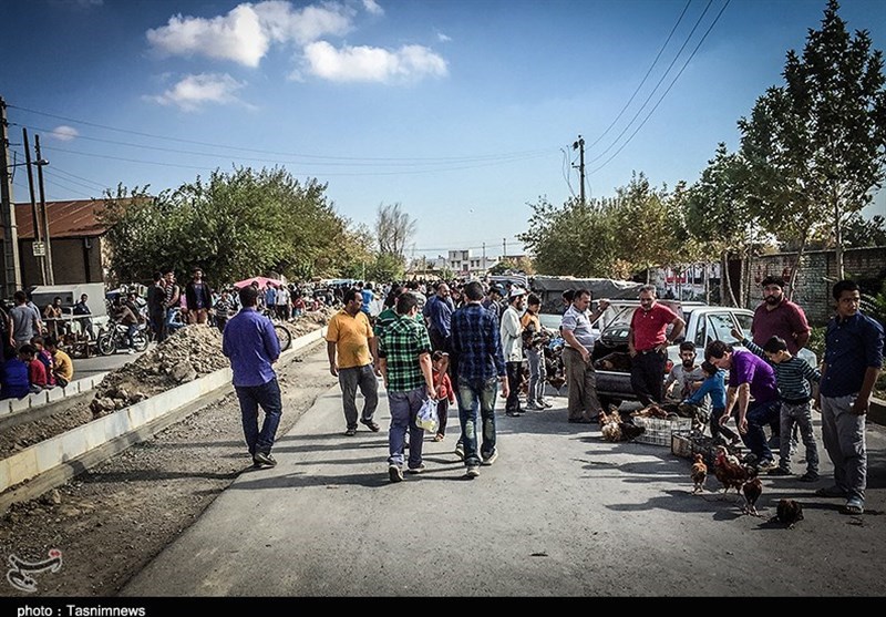 هفته ‌بازار سنتی مرغ، خروس و پرندگان گنبدکاووس 