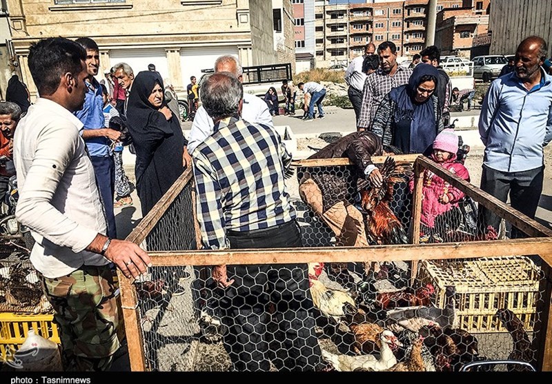 هفته ‌بازار سنتی مرغ، خروس و پرندگان گنبدکاووس 