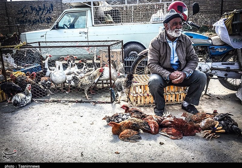 هفته ‌بازار سنتی مرغ، خروس و پرندگان گنبدکاووس 