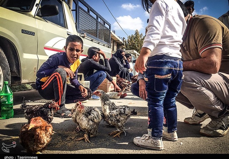 هفته ‌بازار سنتی مرغ، خروس و پرندگان گنبدکاووس 
