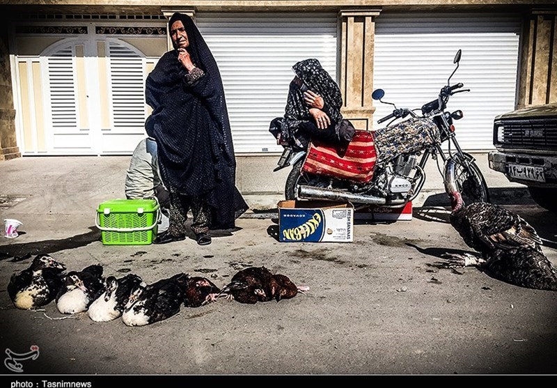 هفته ‌بازار سنتی مرغ، خروس و پرندگان گنبدکاووس 