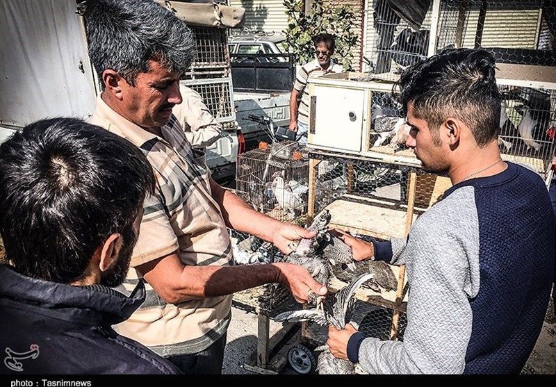 هفته ‌بازار سنتی مرغ، خروس و پرندگان گنبدکاووس 