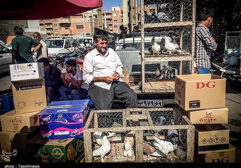 هفته ‌بازار سنتی مرغ، خروس و پرندگان گنبدکاووس 
