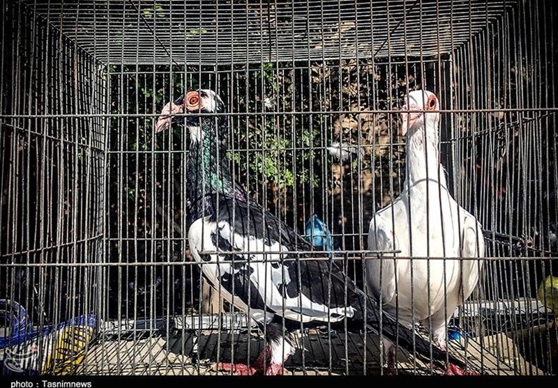 هفته ‌بازار سنتی مرغ، خروس و پرندگان گنبدکاووس 