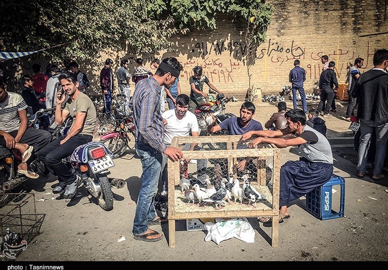 هفته ‌بازار سنتی مرغ، خروس و پرندگان گنبدکاووس 