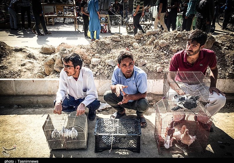 هفته ‌بازار سنتی مرغ، خروس و پرندگان گنبدکاووس 