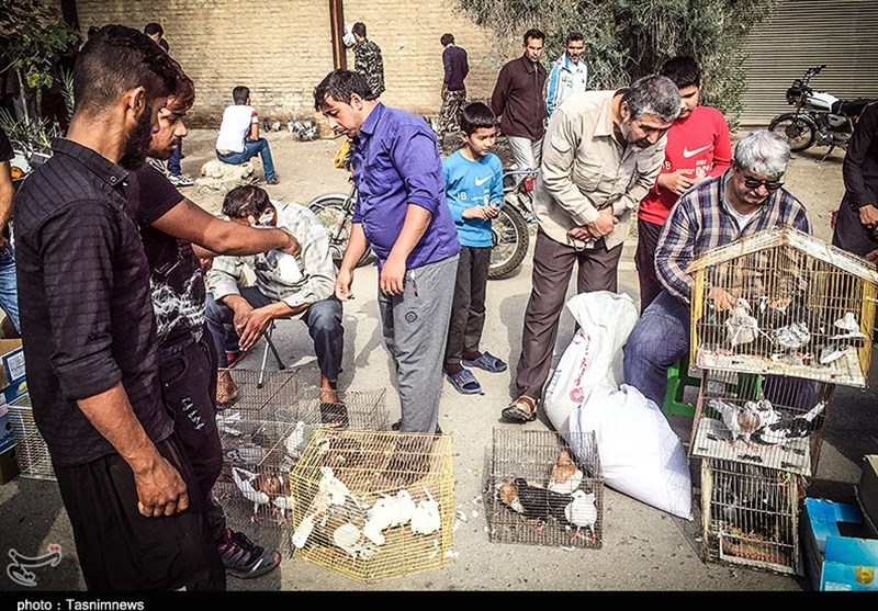 هفته ‌بازار سنتی مرغ، خروس و پرندگان گنبدکاووس 
