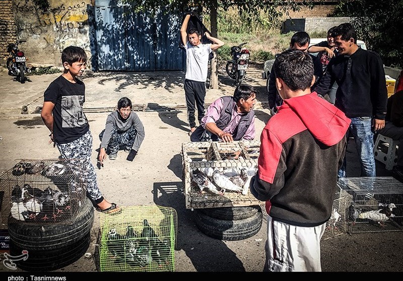 هفته ‌بازار سنتی مرغ، خروس و پرندگان گنبدکاووس 