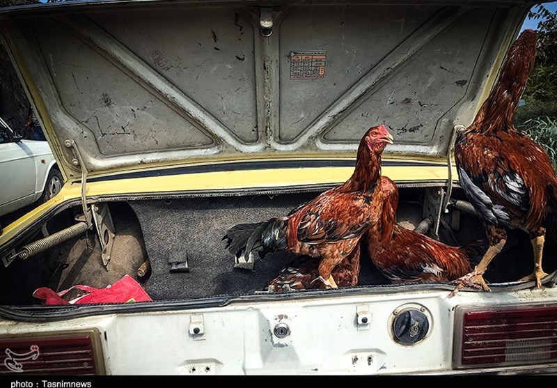 هفته ‌بازار سنتی مرغ، خروس و پرندگان گنبدکاووس